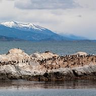 Pinguinera Terrestre