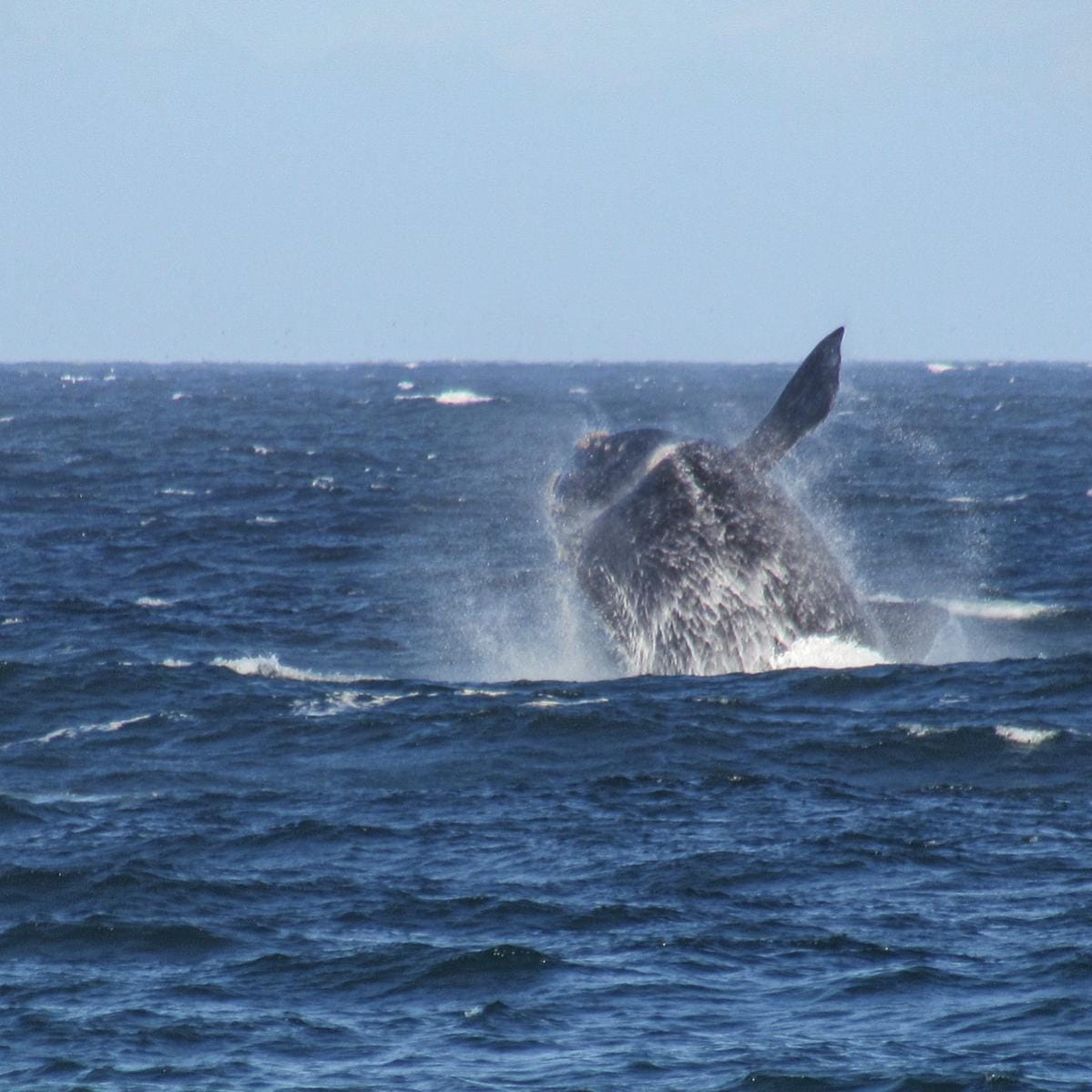 Rota da Baleia Franca