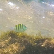 Piscina Natural de Taipu de Fora