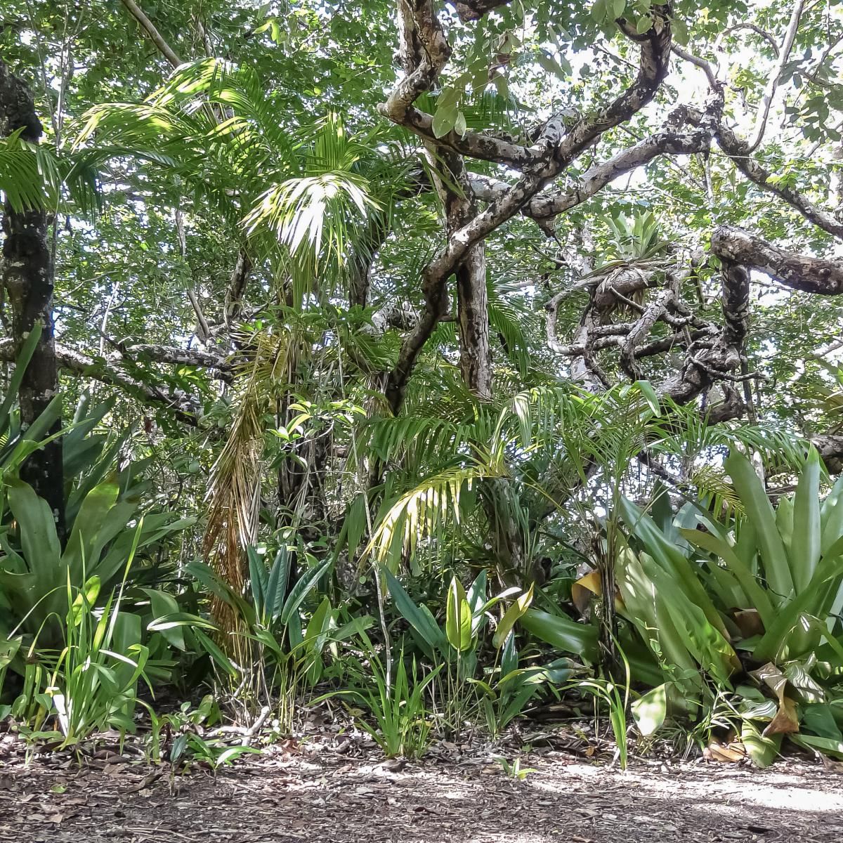 Trilha das Bromélias