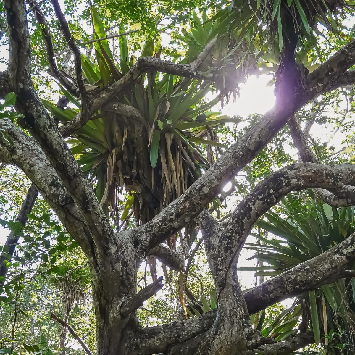 Trilha das Bromélias